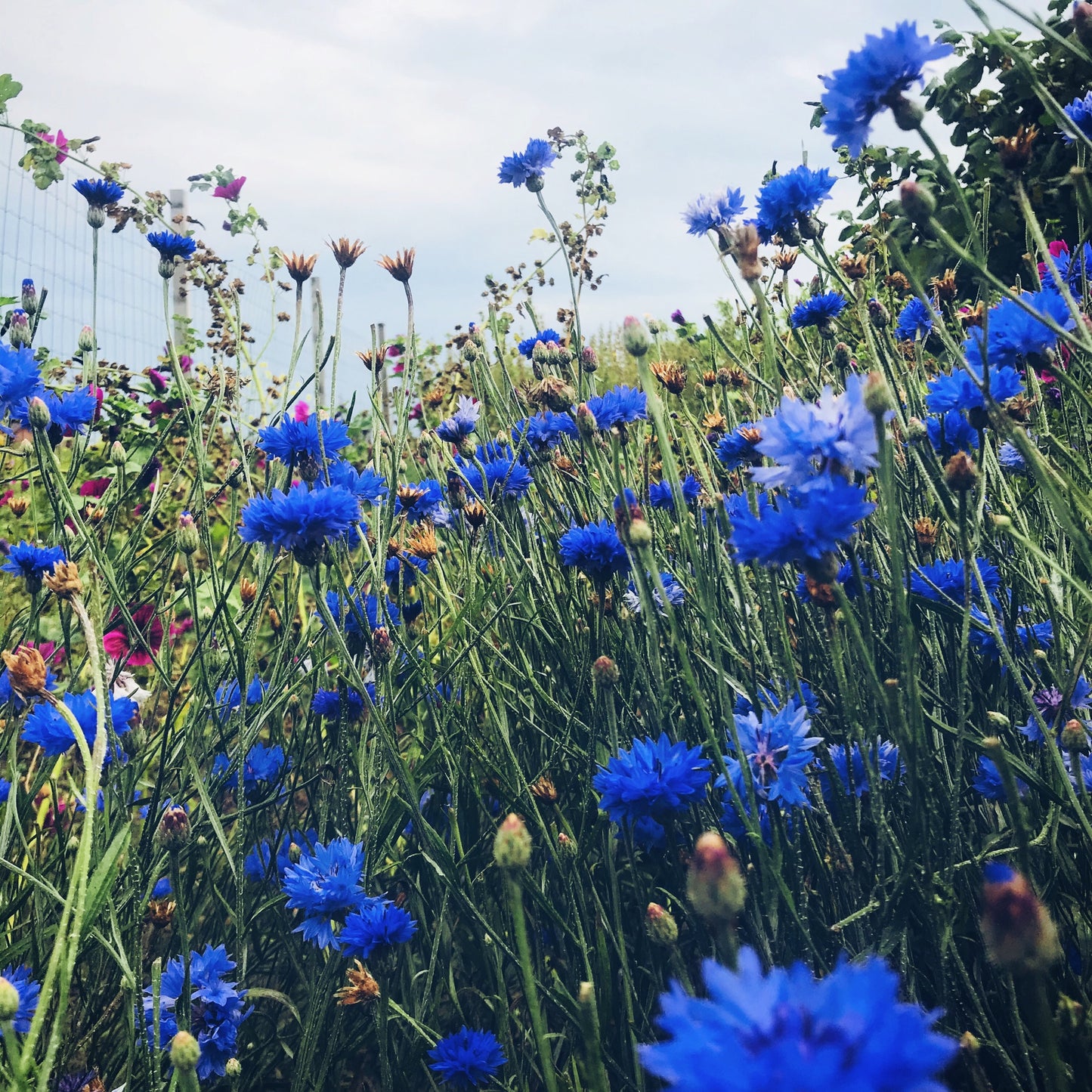 cornflower for bladder infection