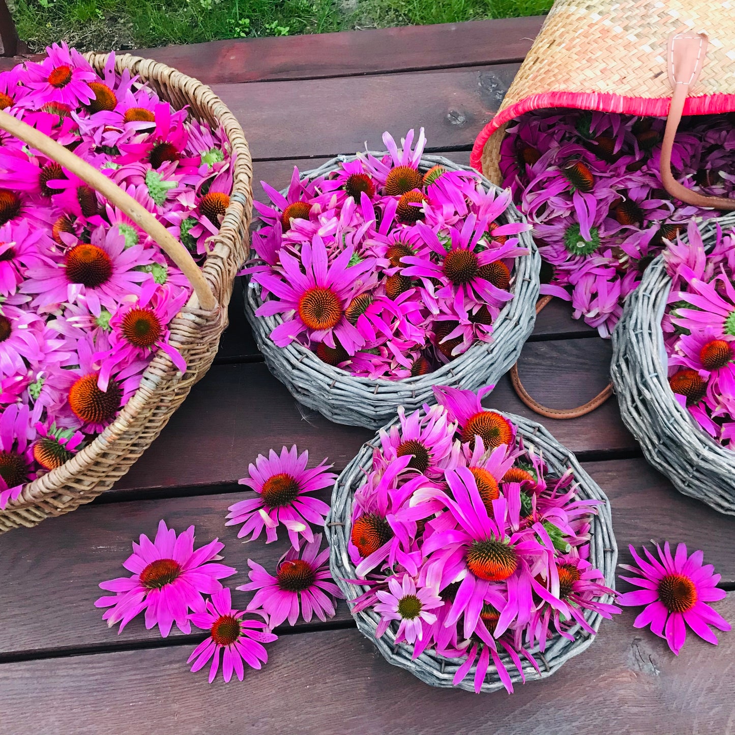 Herbal Tincture for Immune System | UNDER THE WEATHER