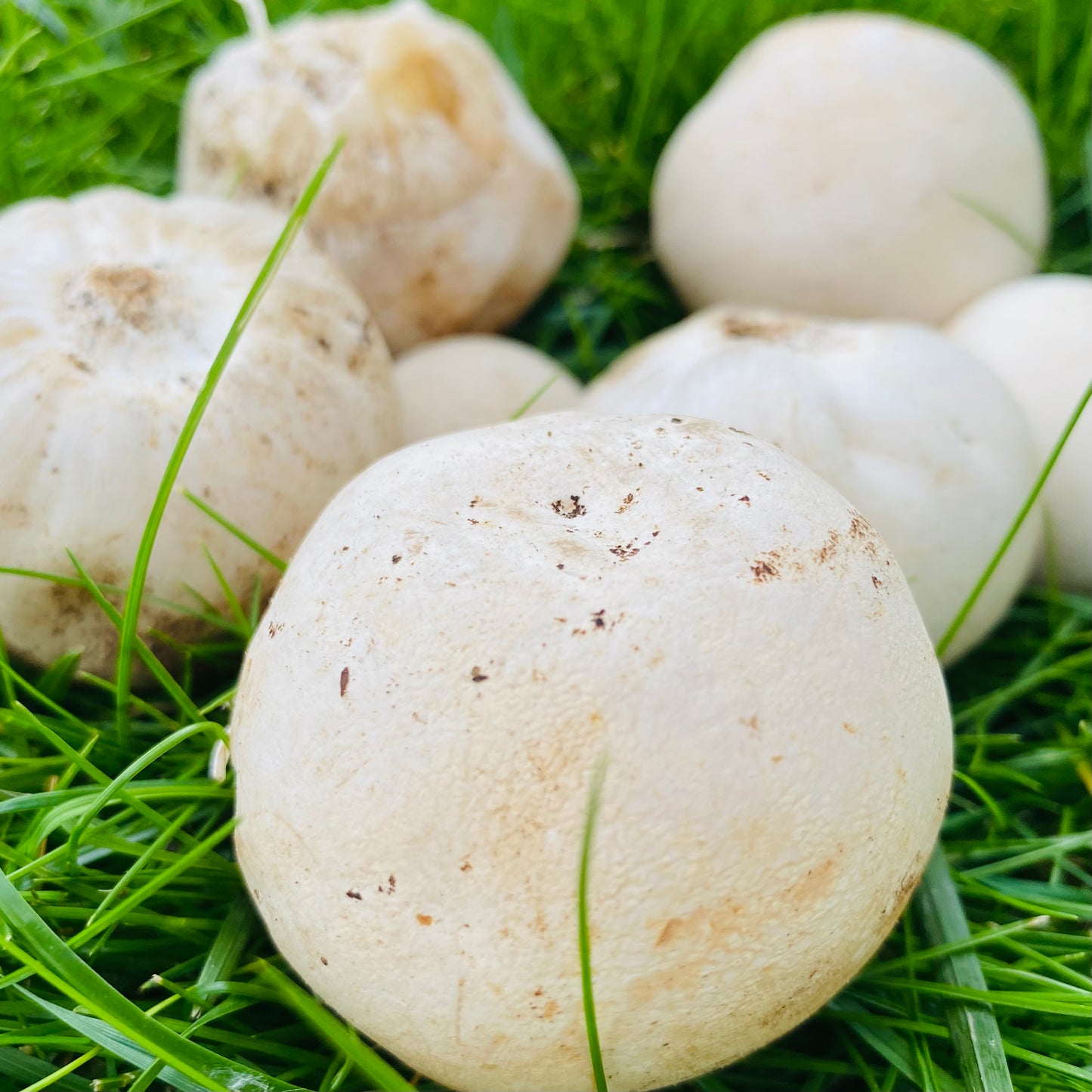 stinkhorn tincture and supplement benefits