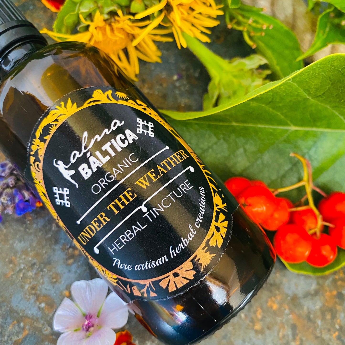 herbal tincture for cold and flu with echinacea