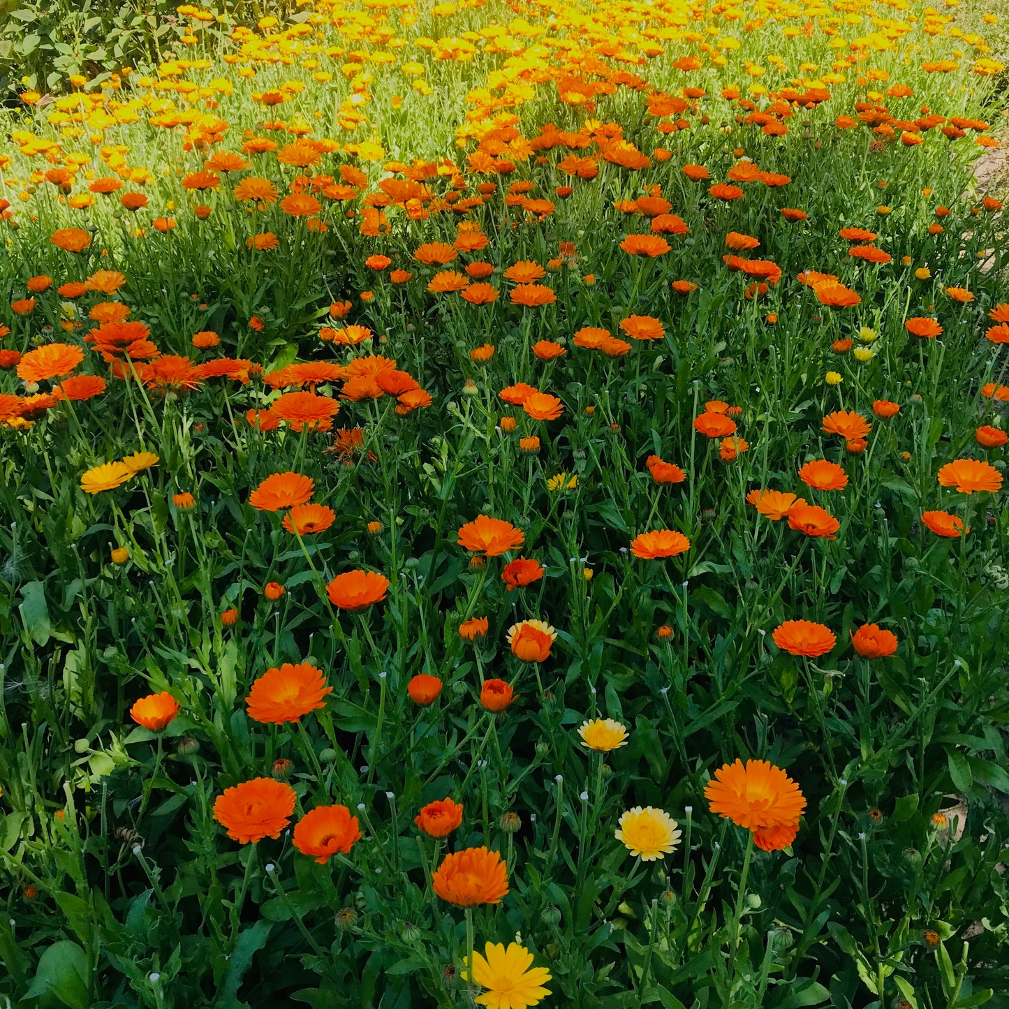 cold remedies with calendula tea