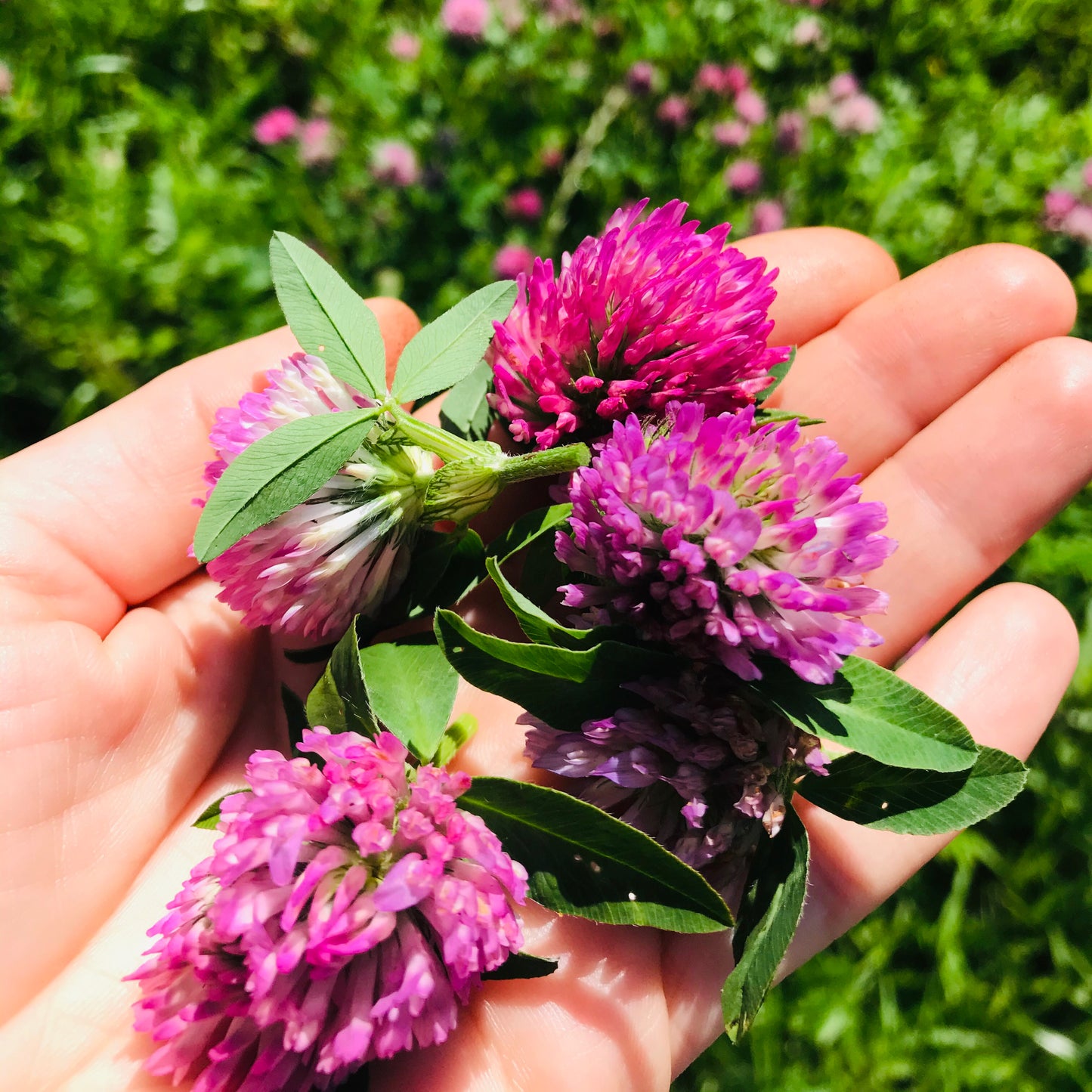 Menopause Tincture - Herbal Remedy | INNER GODDESS