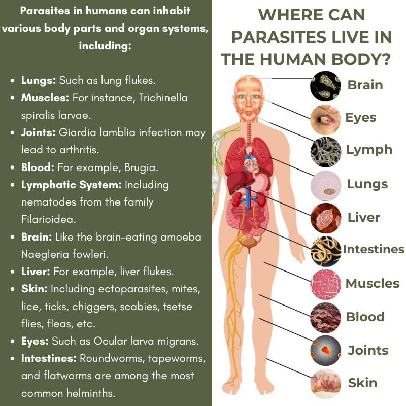 Where can parasites live in the human body
