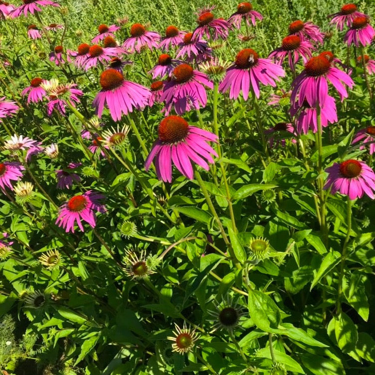 echinacea tea for immune system