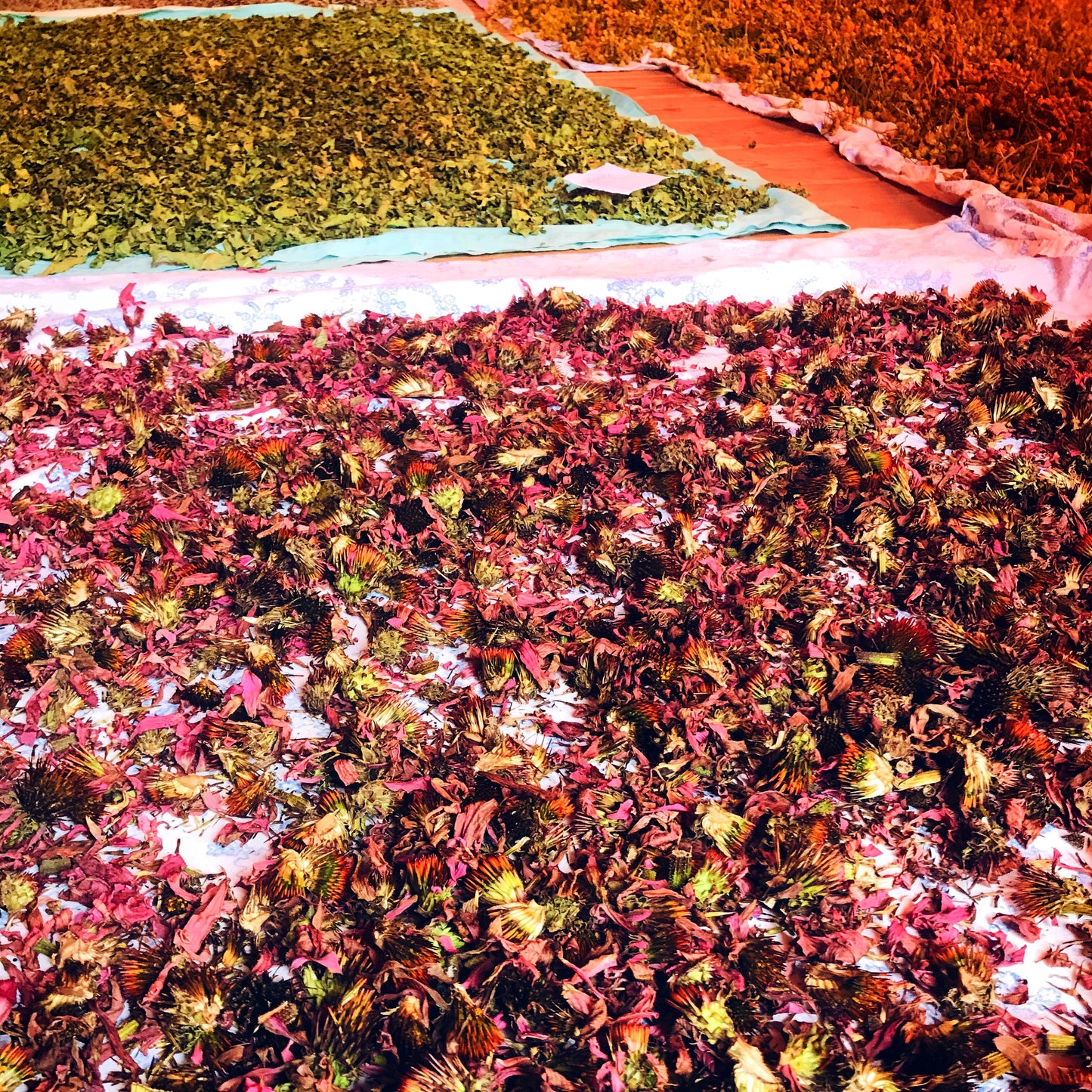 immune boosting natural products
