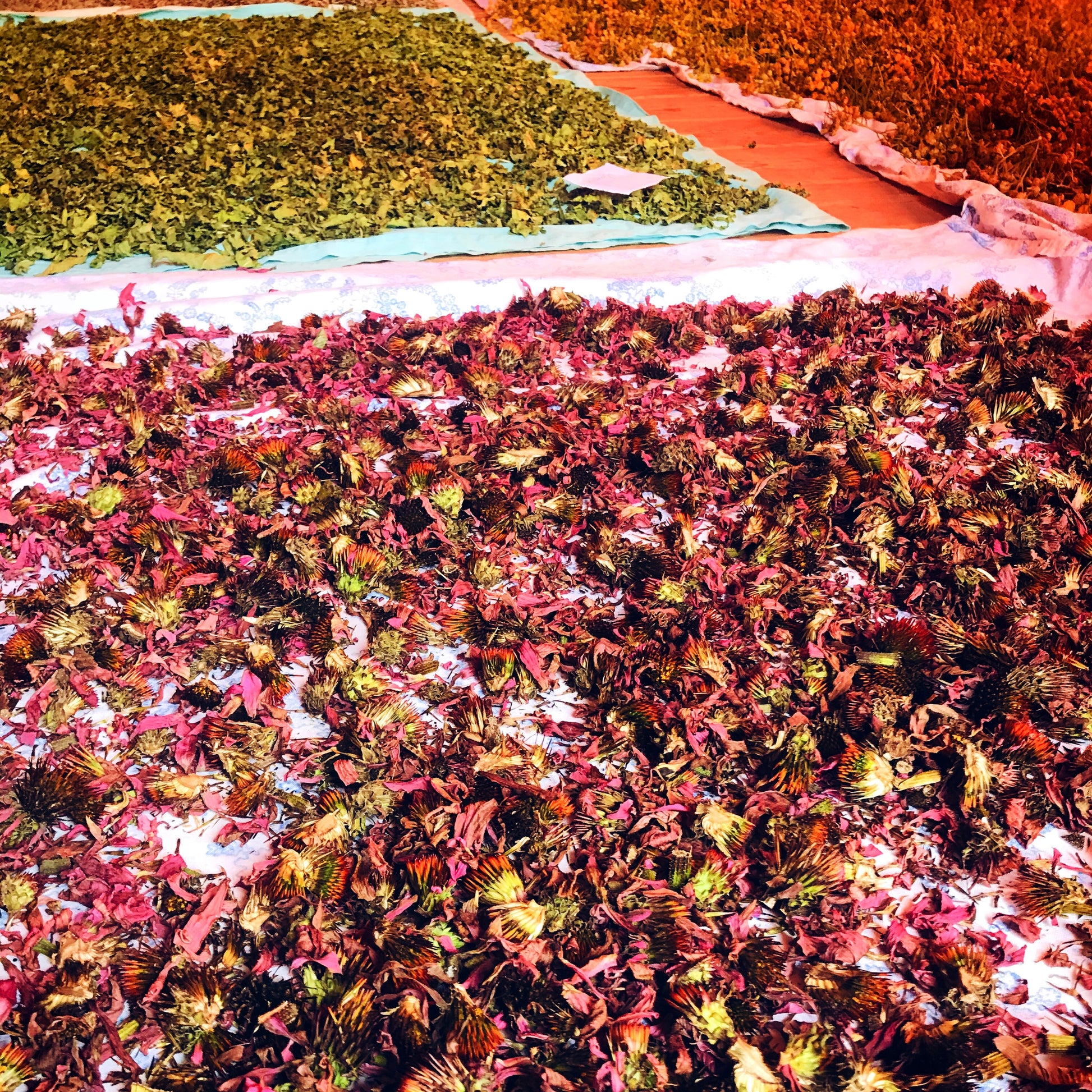 immune boosting natural products