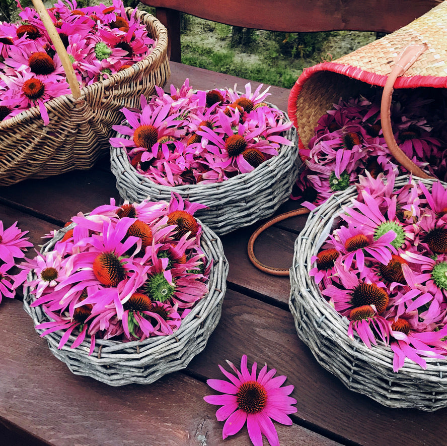 immune booster herbal tea with echinacea