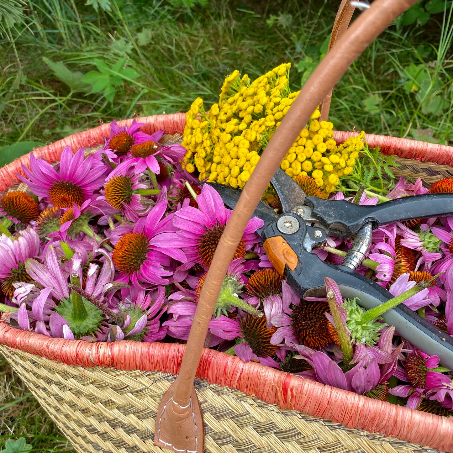 immune boosting natural products