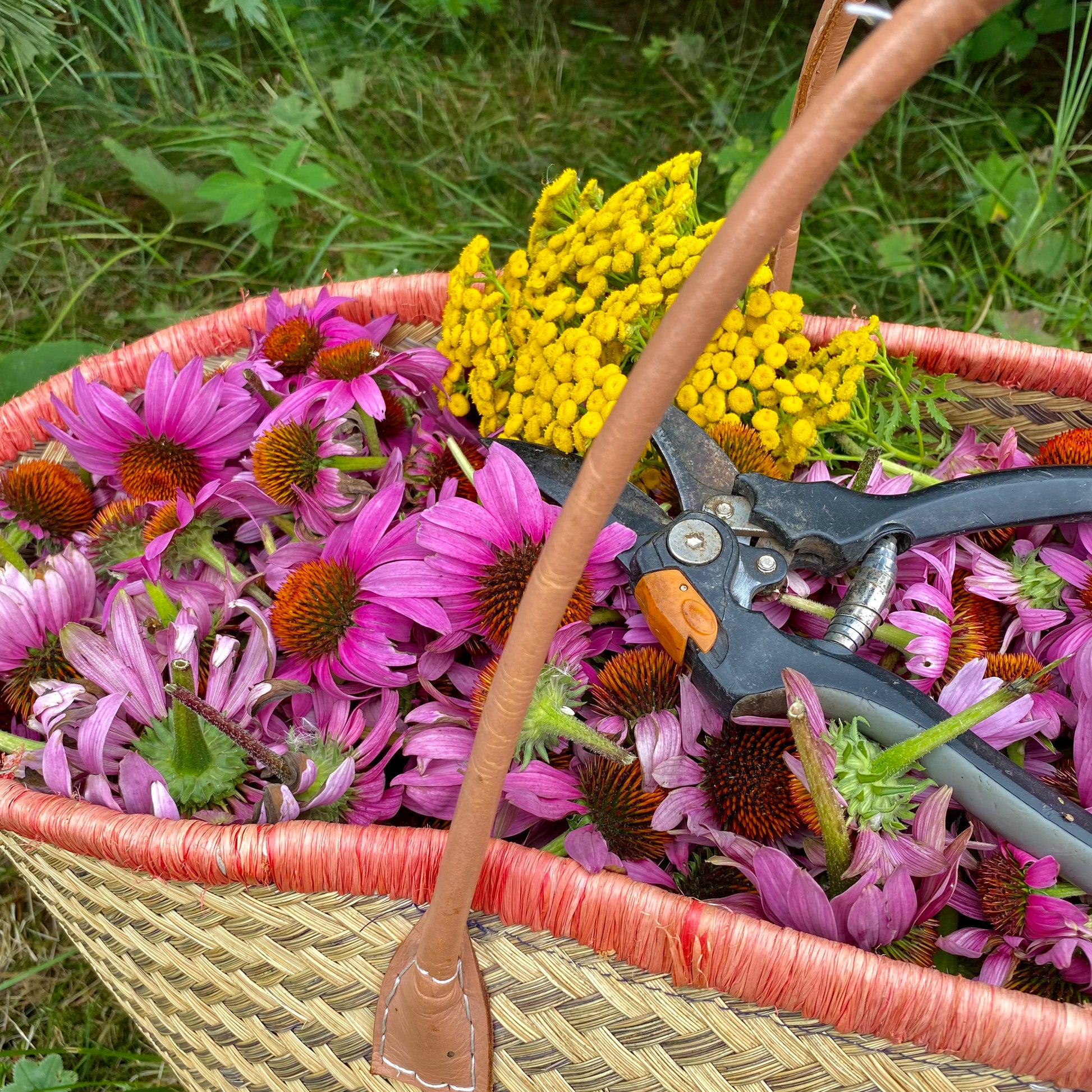immune boosting natural products