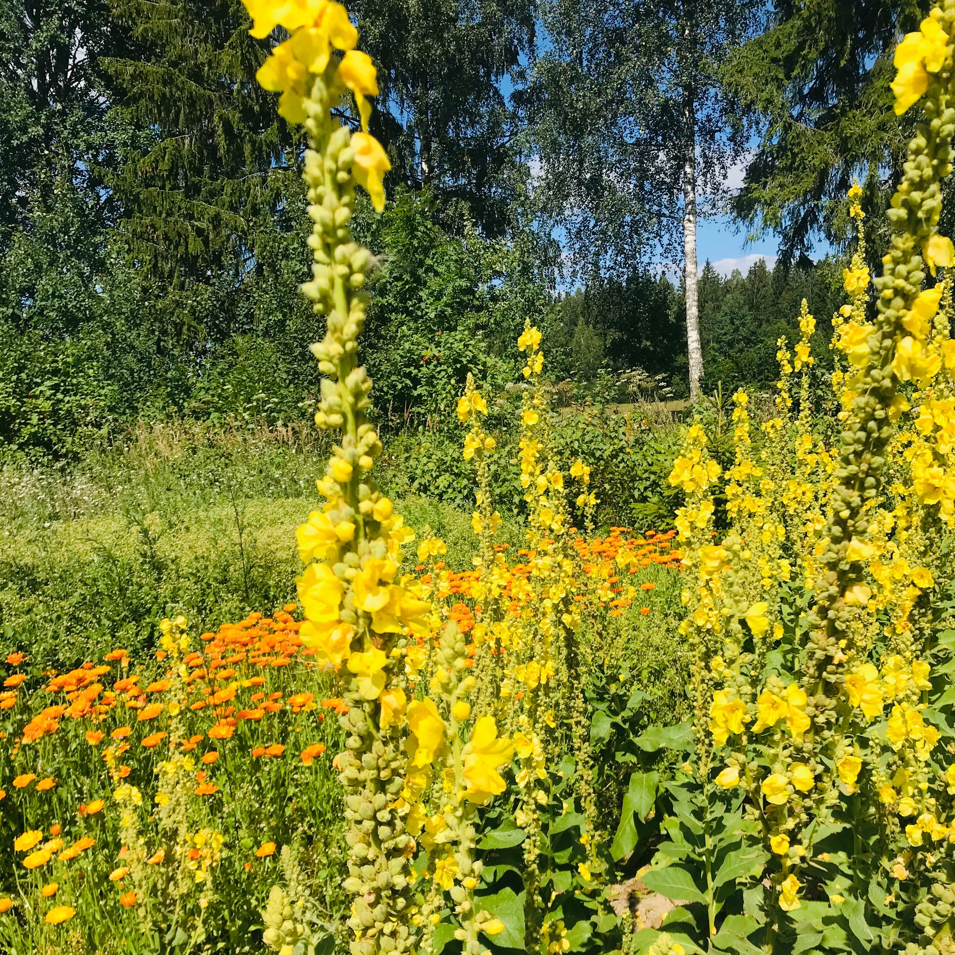 mullein tea for cough