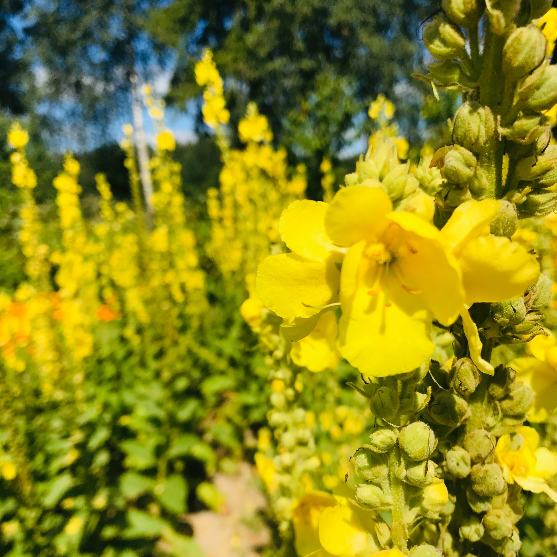 mullein tea