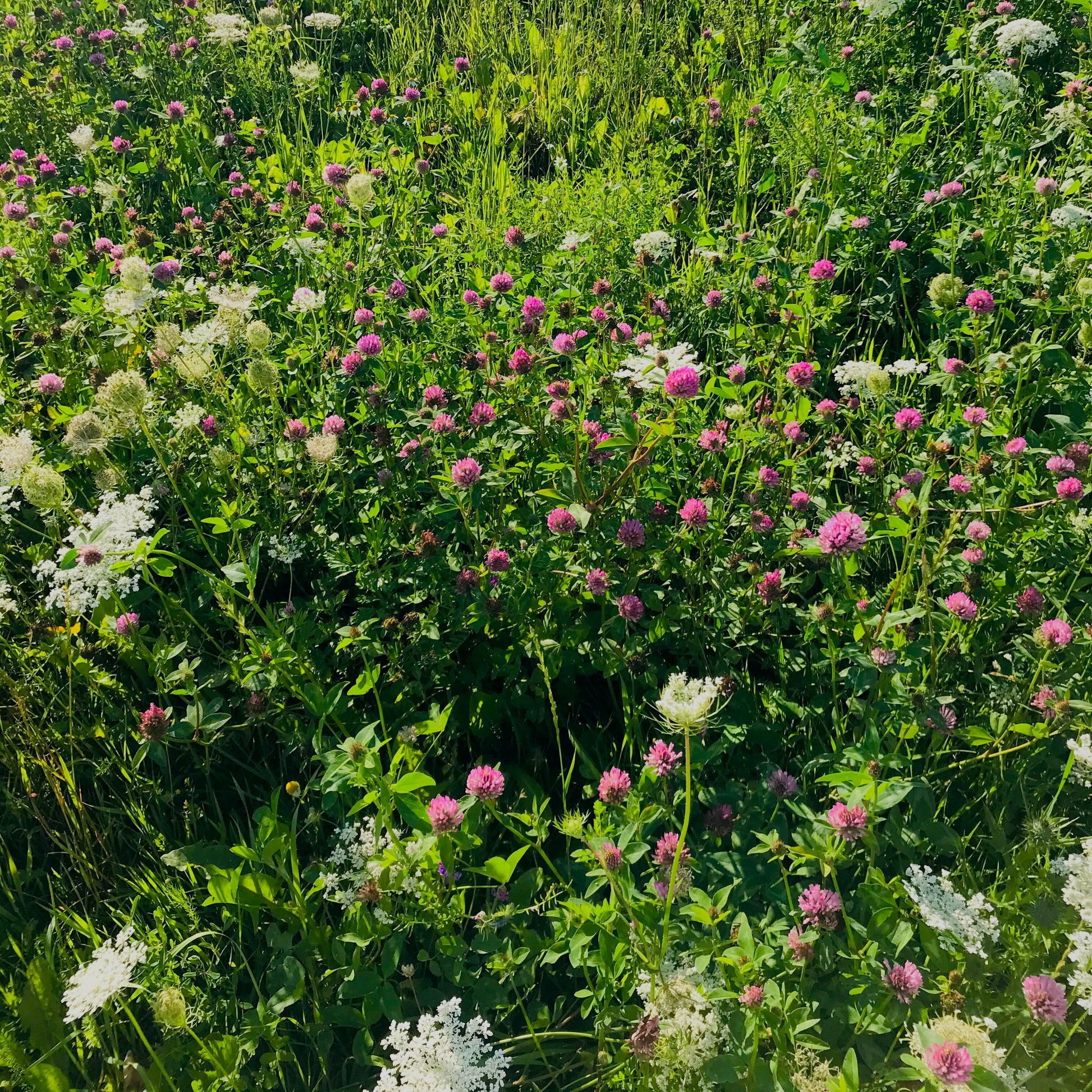 herbal medicine plants for menopause
