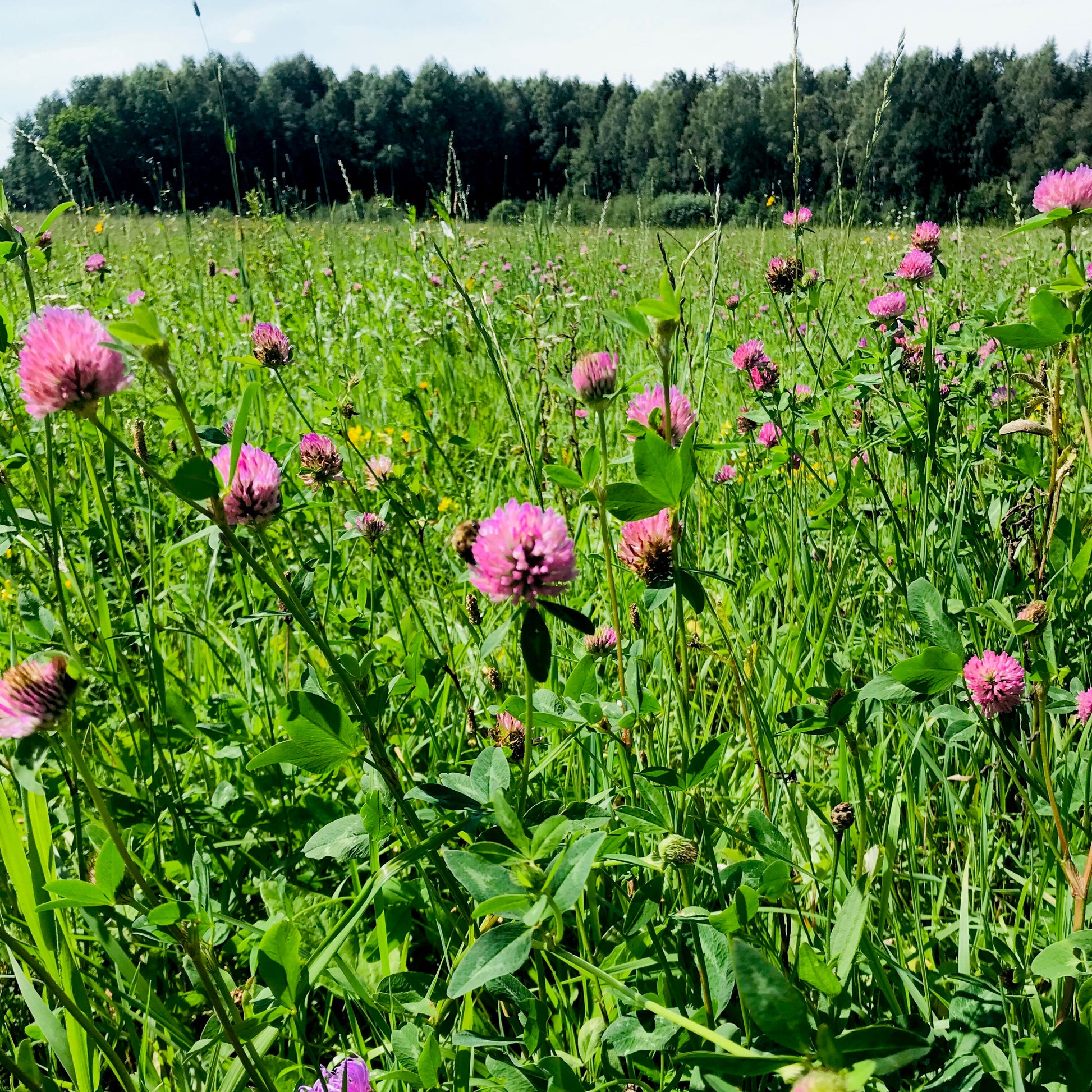 natural herbs for menopause