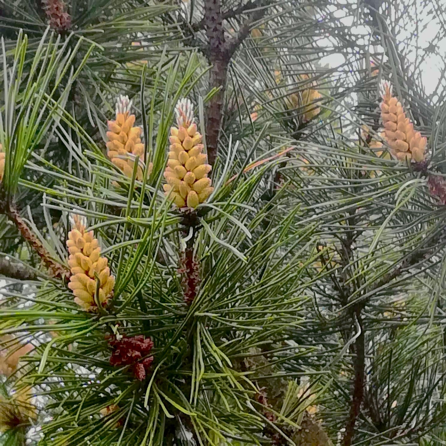 pine pollen testosterone