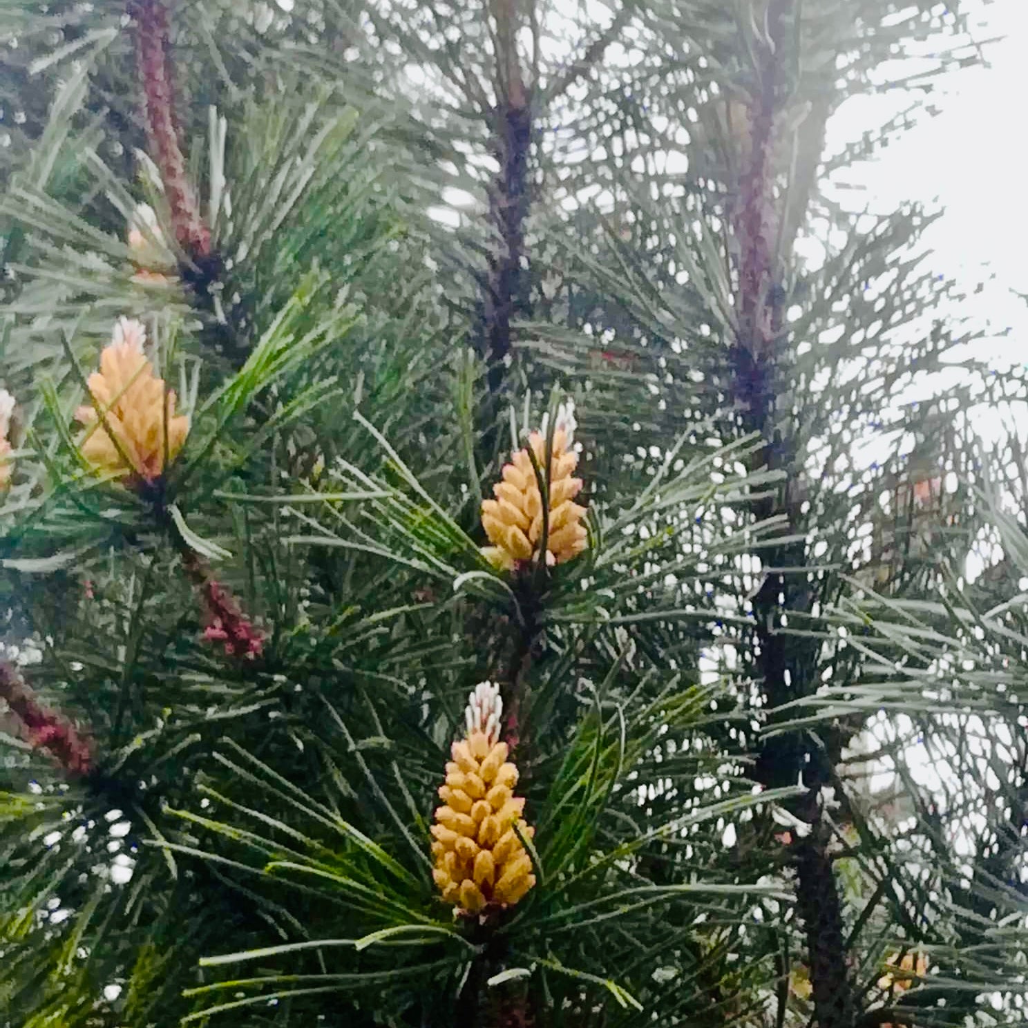 raw pine pollen tincture