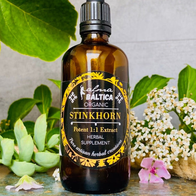 stinkhorn mushroom tincture